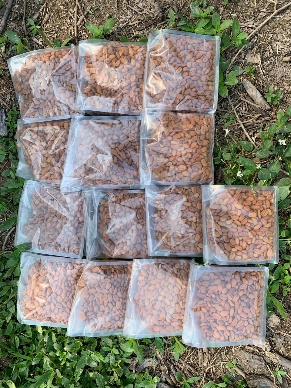 Benih kopi Liberika untuk pembibitan