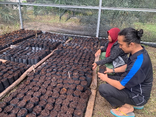 Pendampingan penataan polybag di nursery KTWMJ